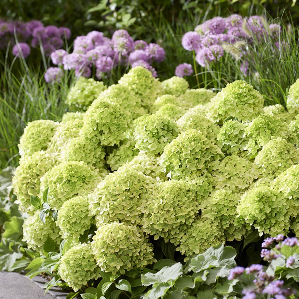 Hydrangea paniculata Groundbreaker Greeny - Hortensia en pánico
