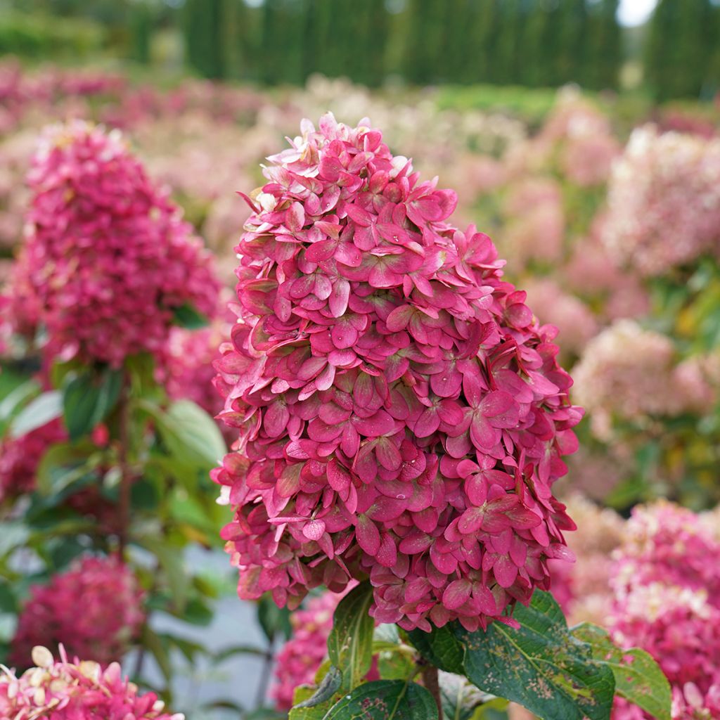 Hortensia paniculata Limelight Prime - Hydrangea paniculata