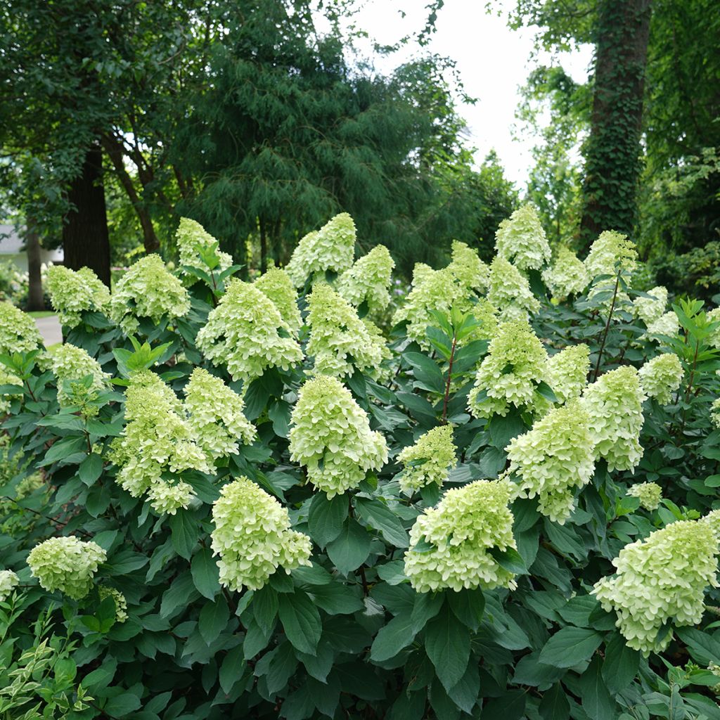 Hortensia paniculata Limelight Prime - Hydrangea paniculata