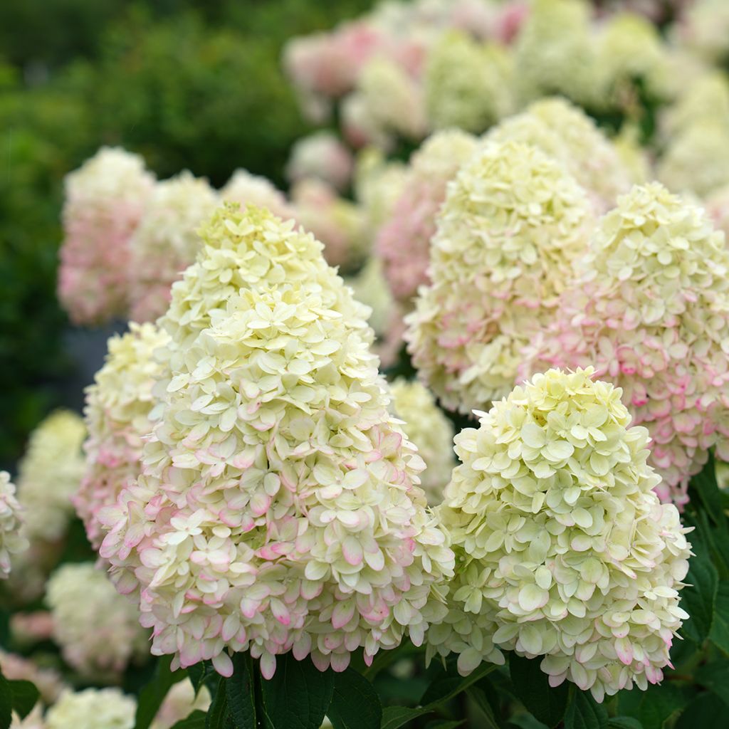 Hortensia paniculata Limelight Prime - Hydrangea paniculata