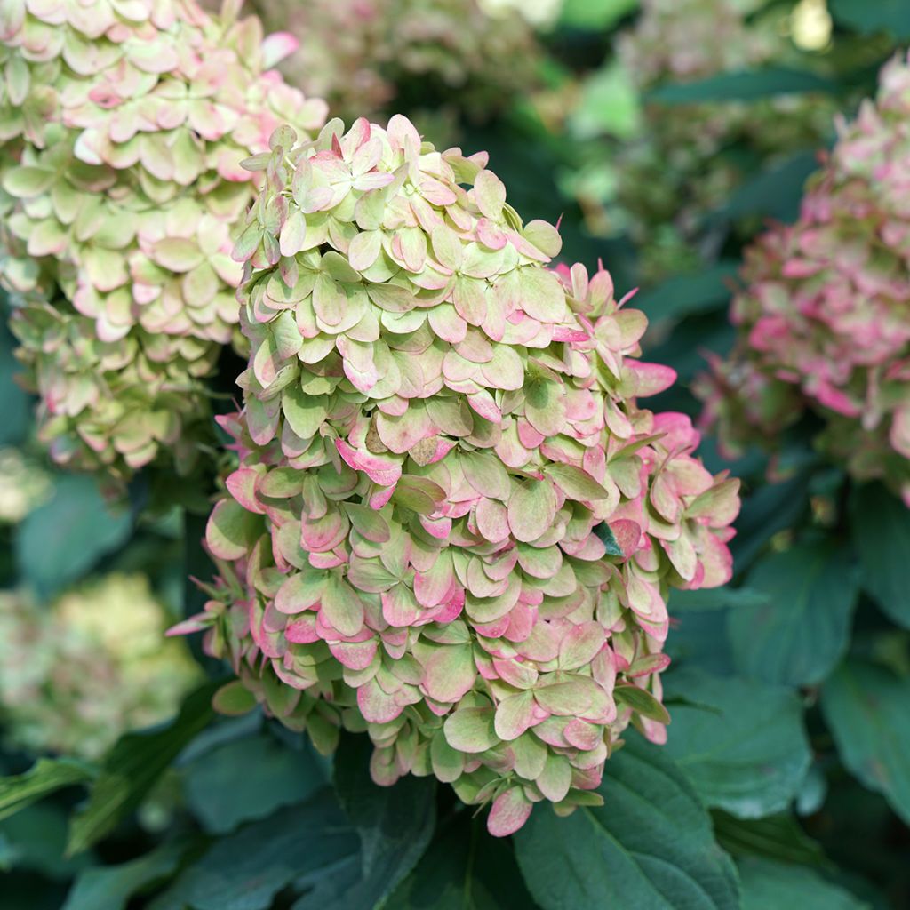 Hortensia paniculata Limelight Prime - Hydrangea paniculata