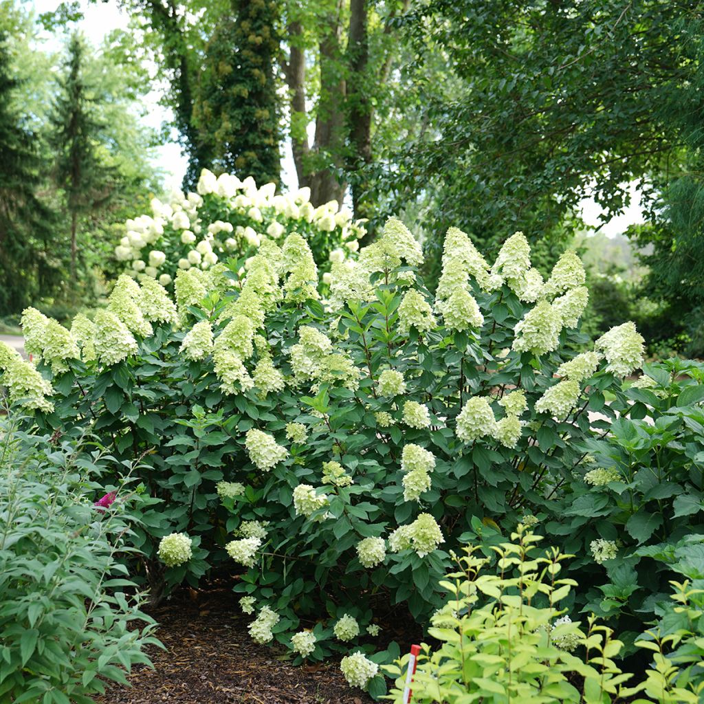 Hortensia paniculata Limelight Prime - Hydrangea paniculata