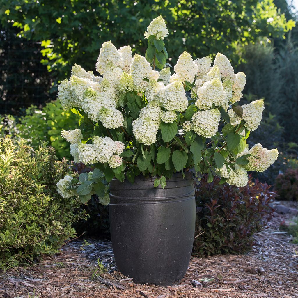 Hortensia paniculata Little Hottie - Hydrangea paniculata