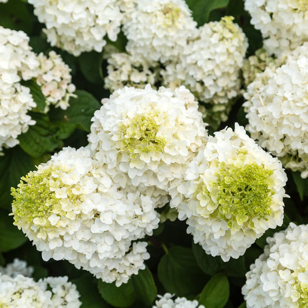 Hortensia paniculata Little Hottie - Hydrangea paniculata