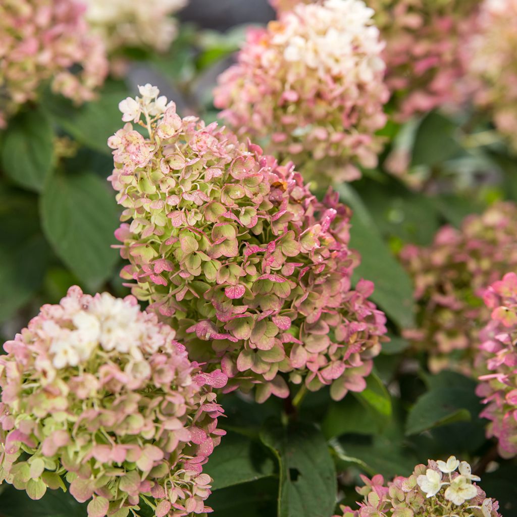 Hortensia paniculata Little Hottie - Hydrangea paniculata