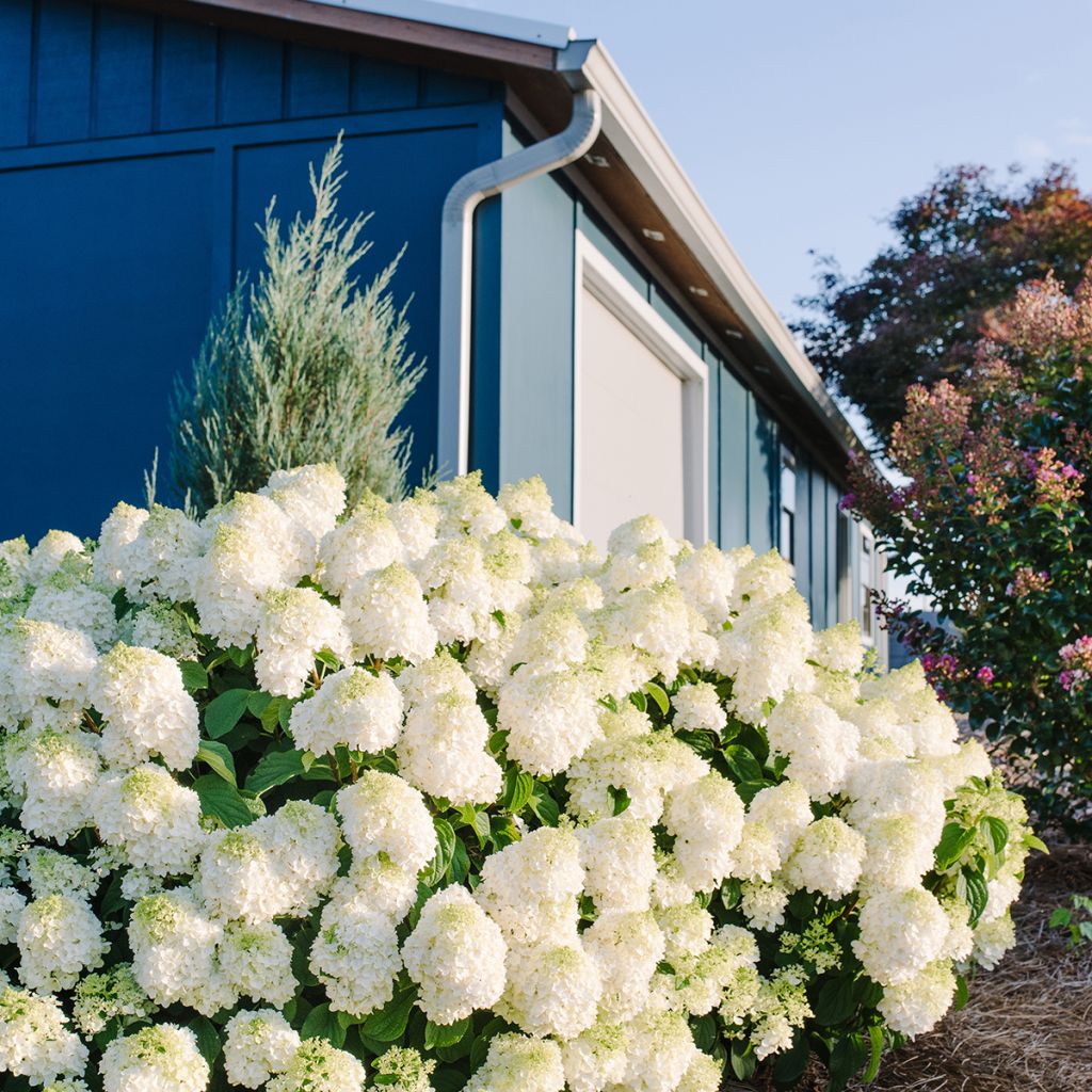 Hortensia paniculata Little Hottie - Hydrangea paniculata