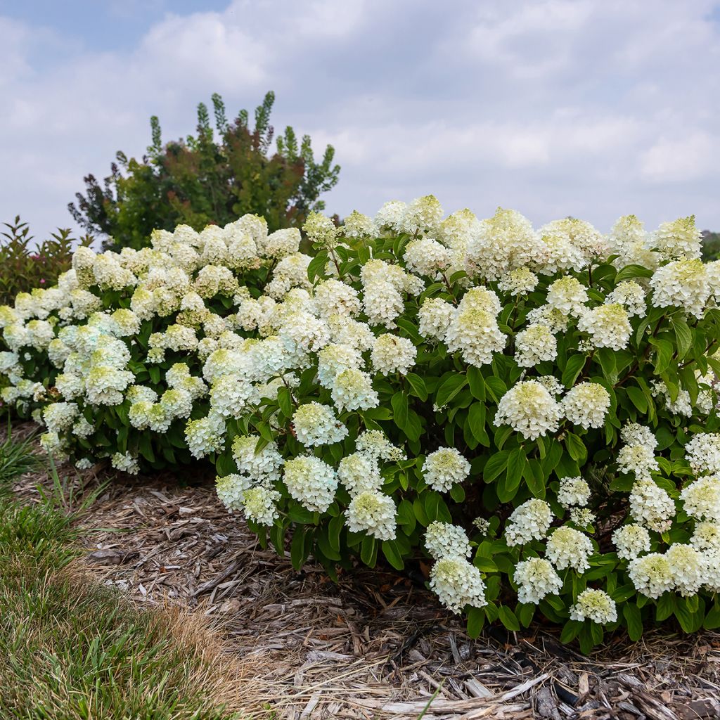 Hortensia paniculata Little Hottie - Hydrangea paniculata