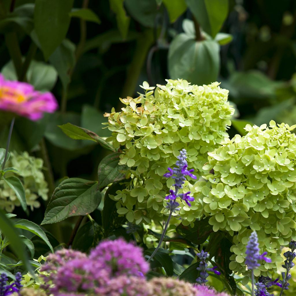 Hortensia paniculata Little Lime - Hydrangea