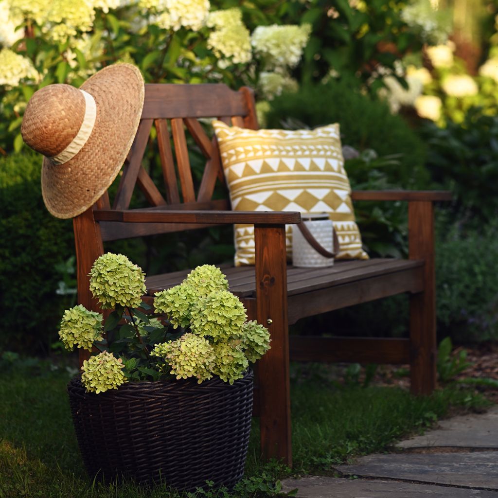 Hortensia paniculata Little Lime - Hydrangea