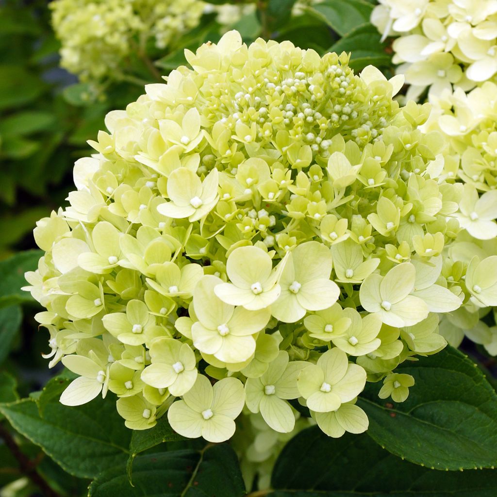 Hortensia paniculata Little Lime - Hydrangea