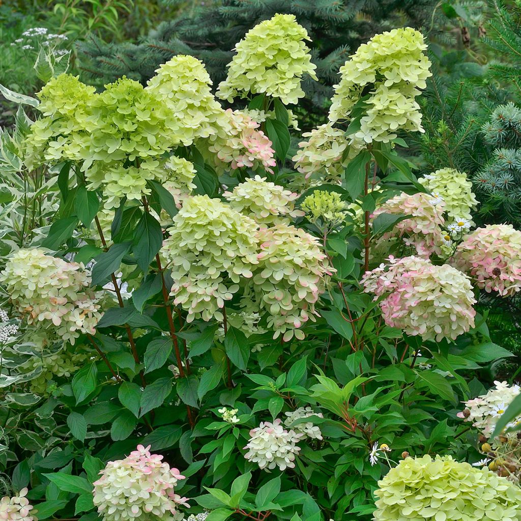 Hortensia paniculata Little Lime - Hydrangea