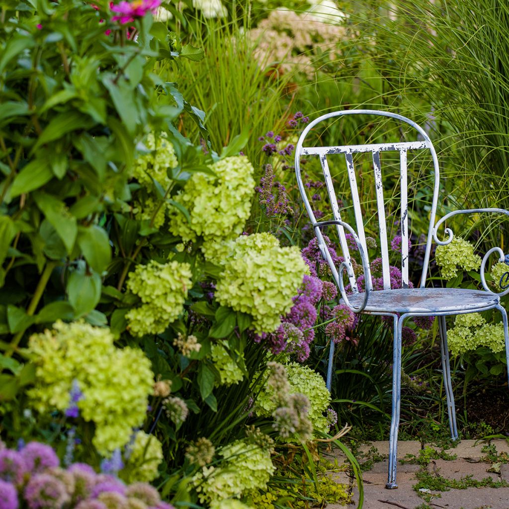 Hortensia paniculata Little Lime - Hydrangea