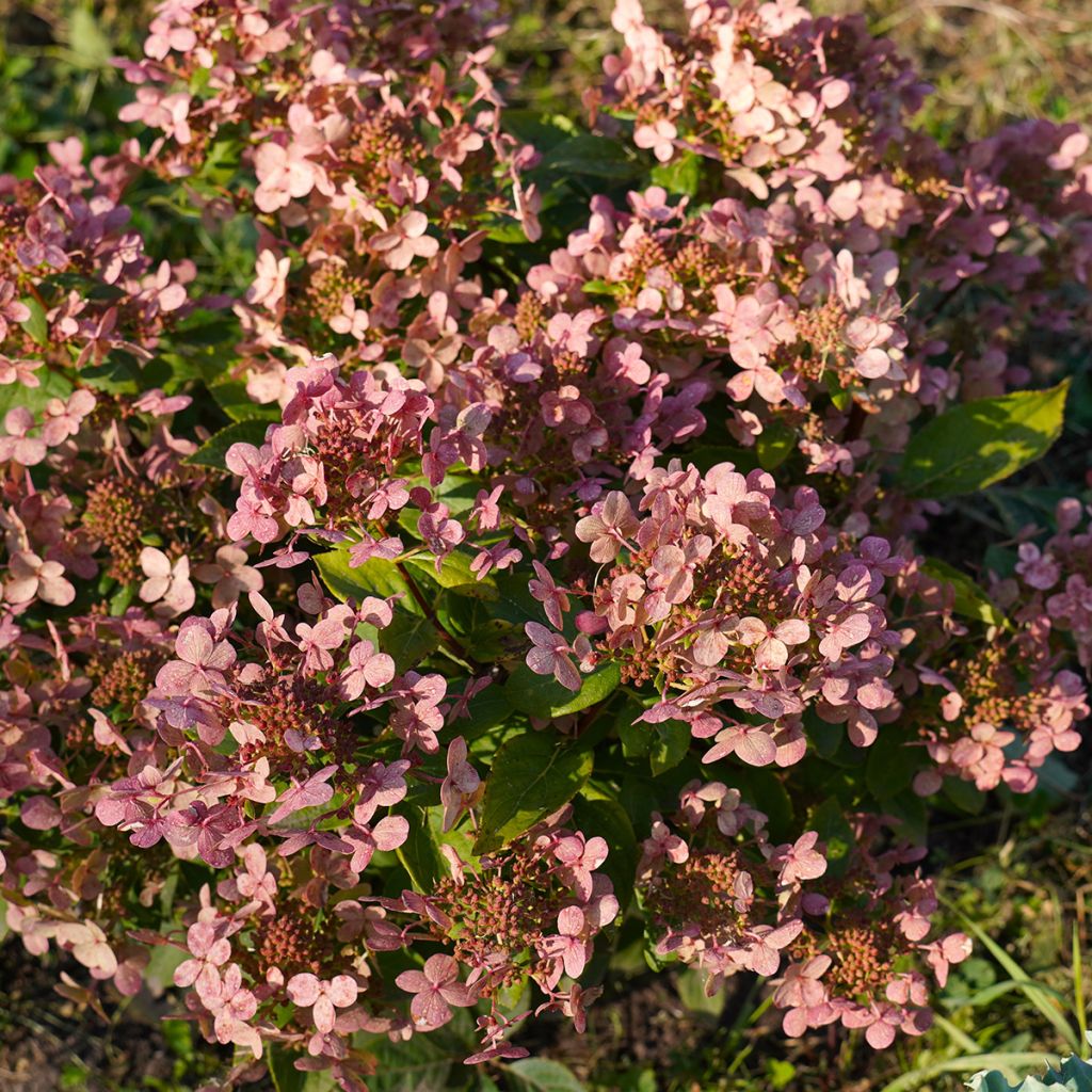 Hortensia paniculata Little Quick Fire - Hydrangea paniculata