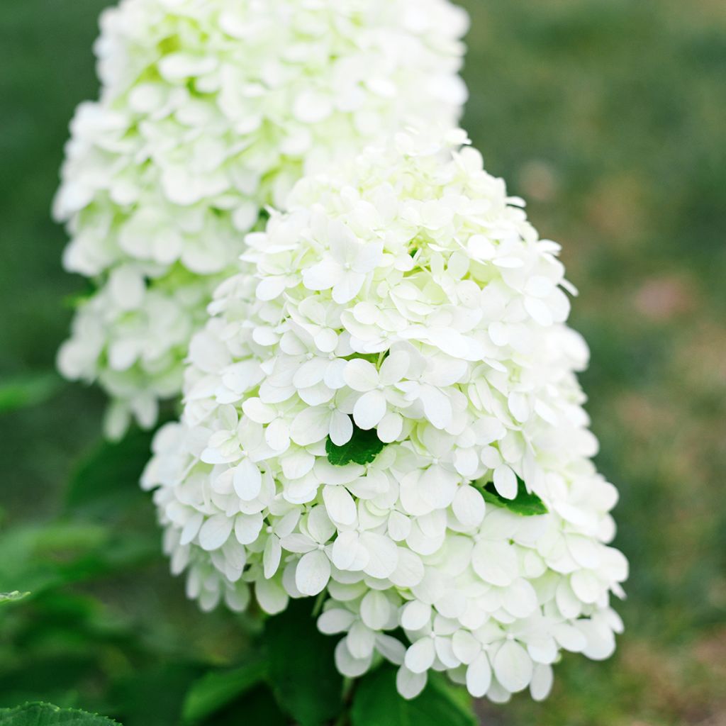 Hortensia paniculata Little Spooky - Hydrangea paniculata