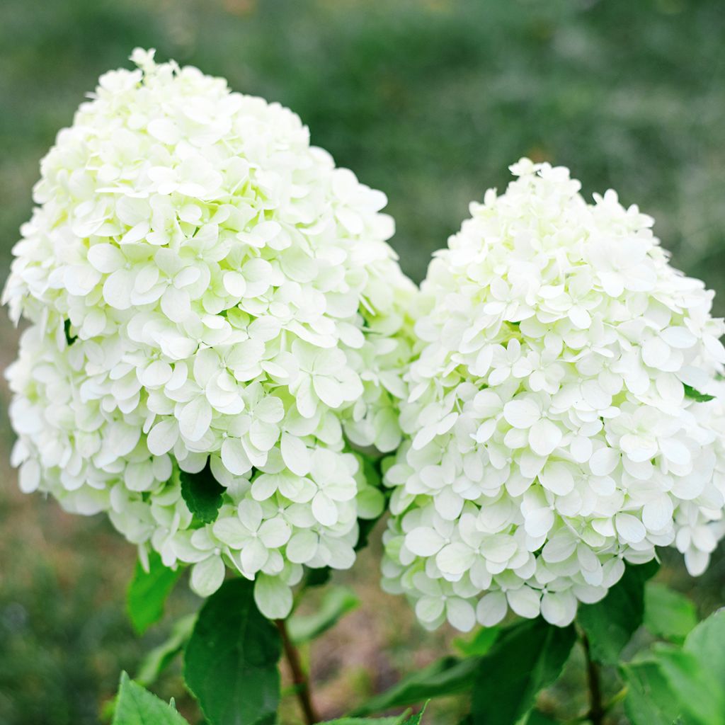 Hortensia paniculata Little Spooky - Hydrangea paniculata