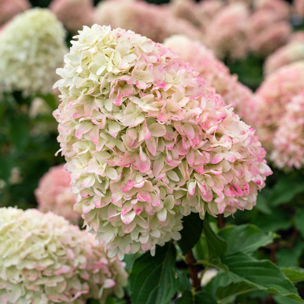 Hydrangea paniculata Living Candy Love - Hortensia en pánico