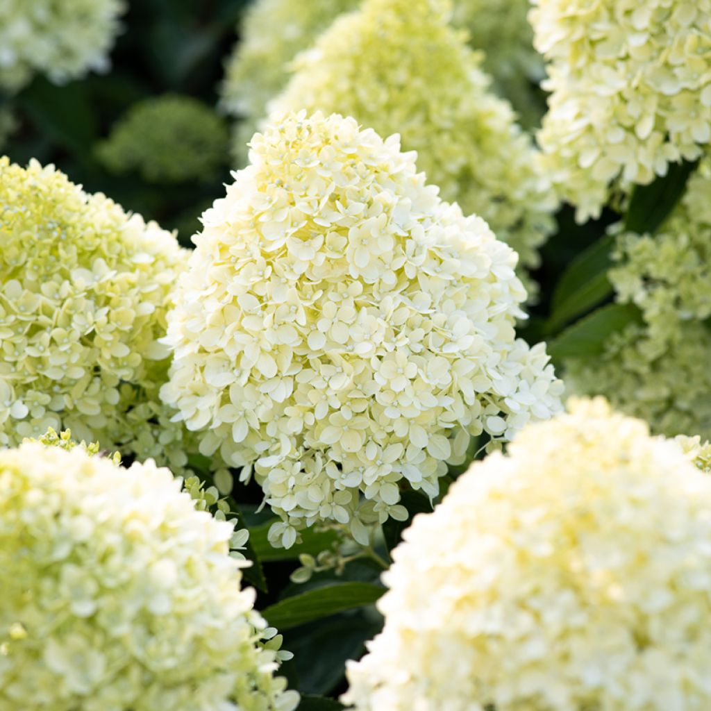 Hydrangea paniculata Living Cotton Cream - Hortensia en pánico