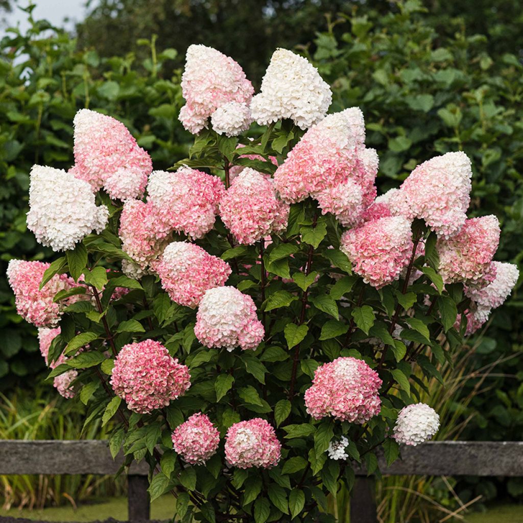 Hydrangea paniculata Living Pink & Rose - Hortensia en pánico