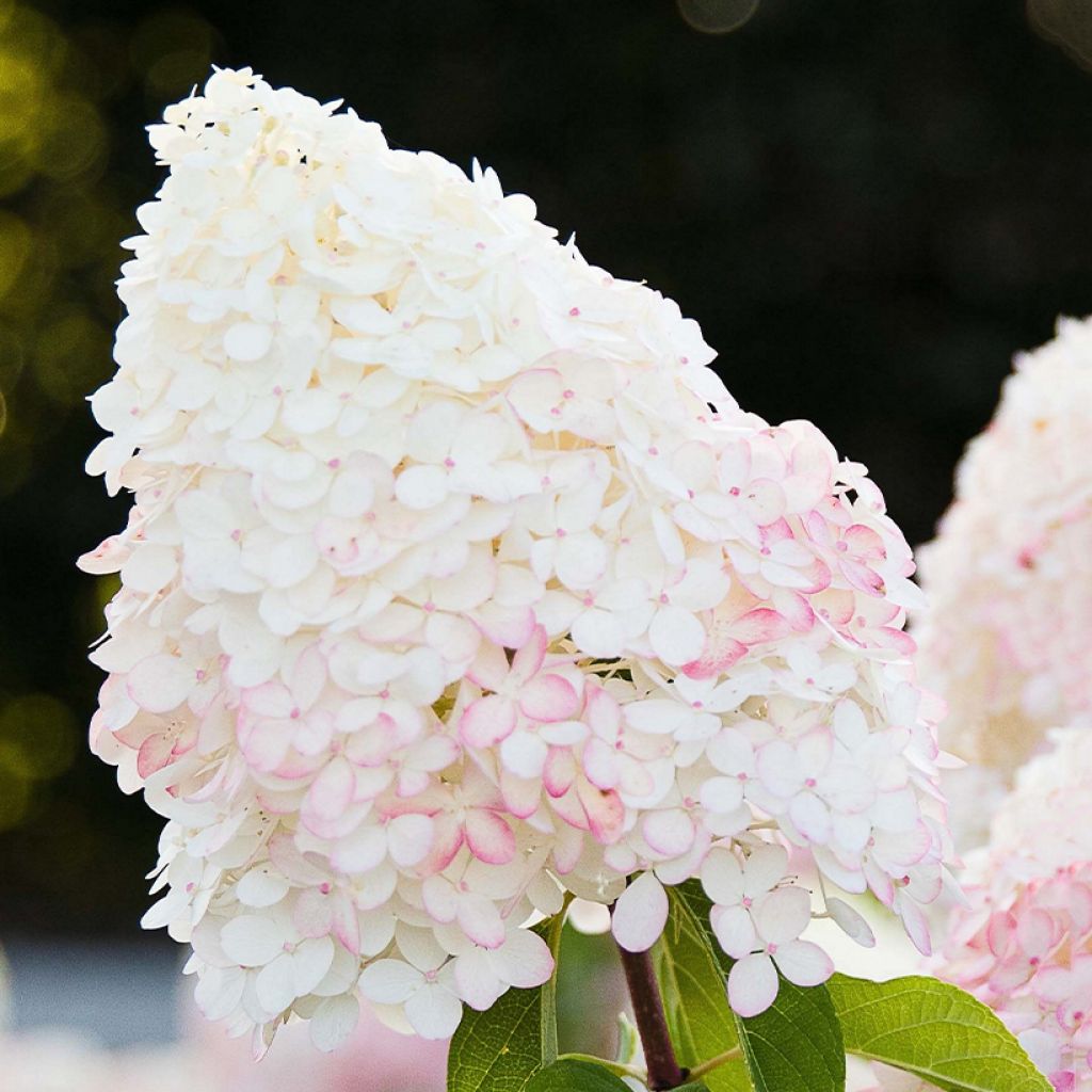 Hydrangea paniculata Living Pink & Rose - Hortensia en pánico