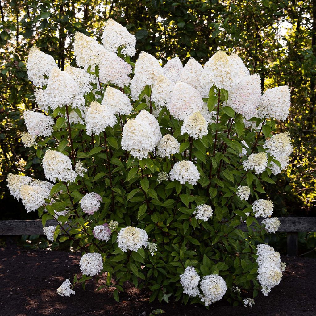 Hydrangea paniculata Living Pink & Rose - Hortensia en pánico