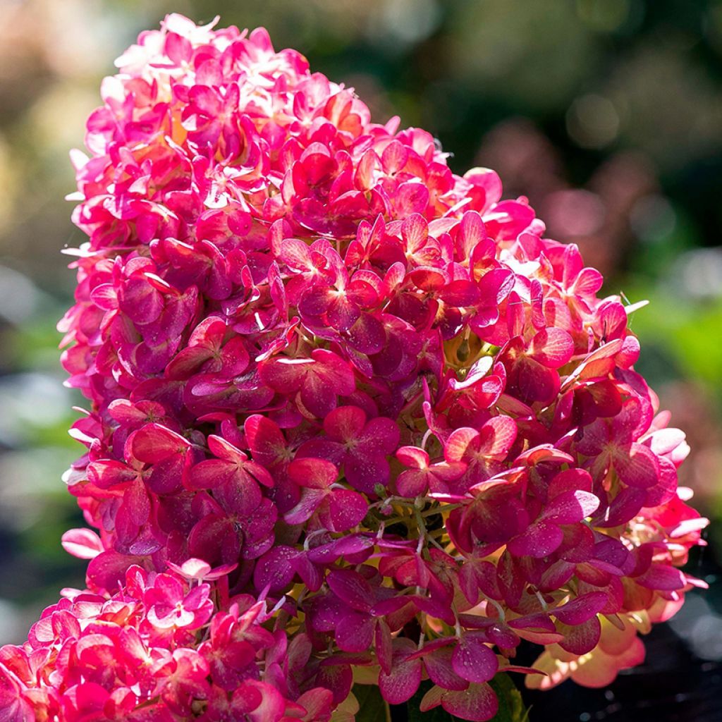 Hydrangea paniculata Living Pink & Rose - Hortensia en pánico
