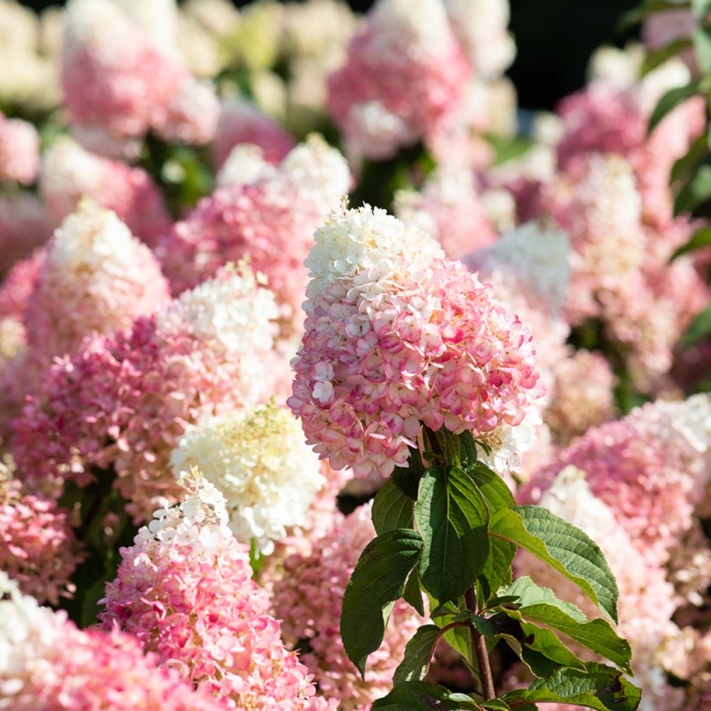 Hydrangea paniculata Living Strawberry Blossom - Hortensia en pánico
