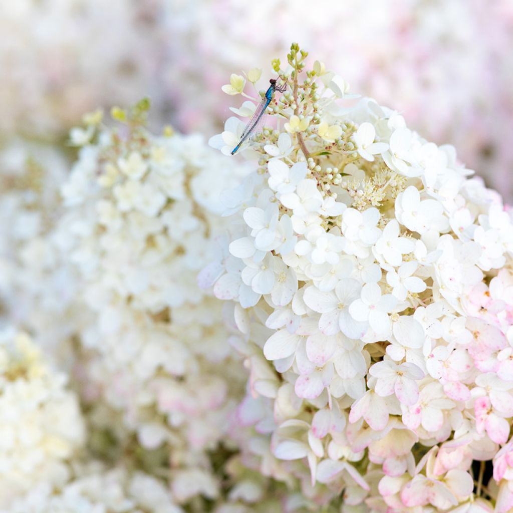 Hydrangea paniculata Living Strawberry Blossom - Hortensia en pánico