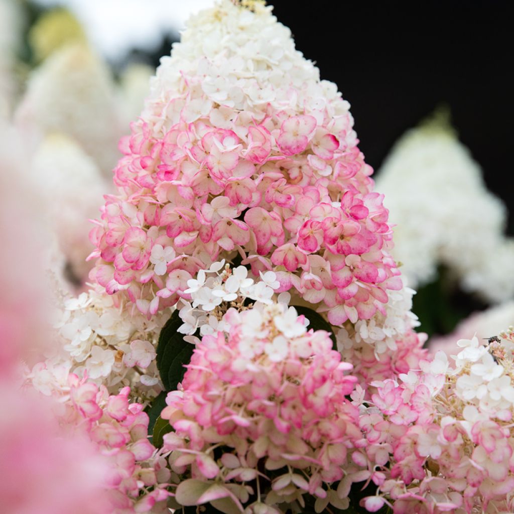 Hydrangea paniculata Living Strawberry Blossom - Hortensia en pánico