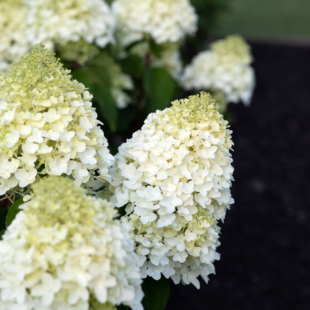 Hydrangea paniculata Living Sugar Rush - Hortensia en pánicoaniculé