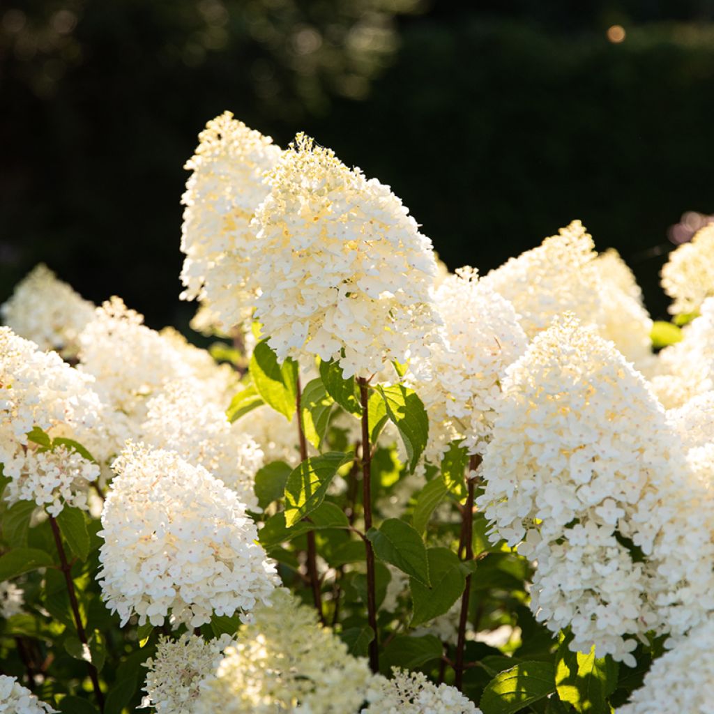 Hydrangea paniculata Living Sugar Rush - Hortensia en pánicoaniculé