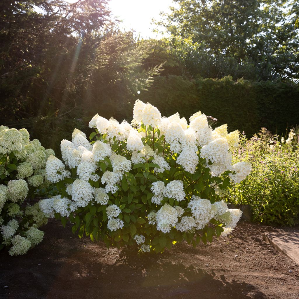 Hydrangea paniculata Living Sugar Rush - Hortensia en pánicoaniculé