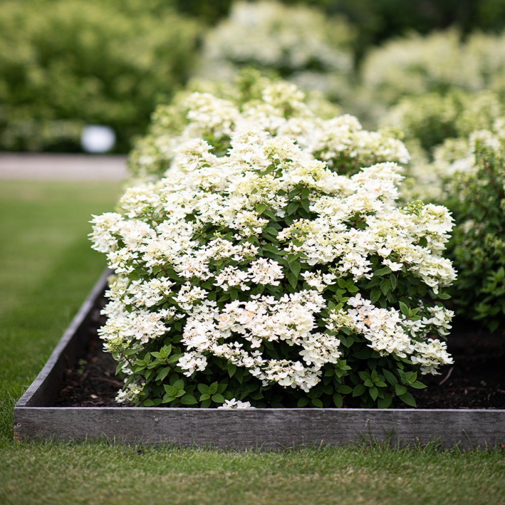 Hydrangea paniculata Living Touch of Pink - Hortensia en pánico
