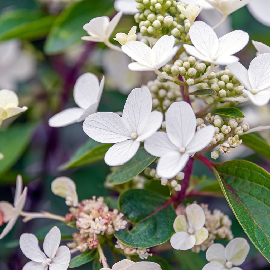 Hortensia paniculata Magical Vesuvio - Hydrangea paniculata
