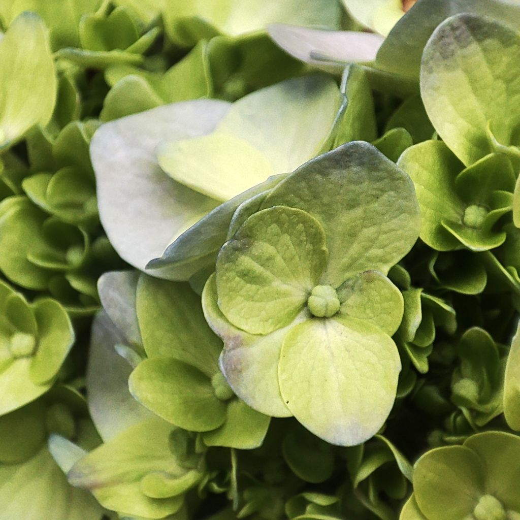 Hortensia paniculata Mojito - Hydrangea paniculata