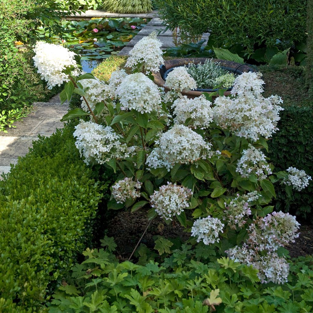 Hortensia paniculata Phantom - Hydrangea