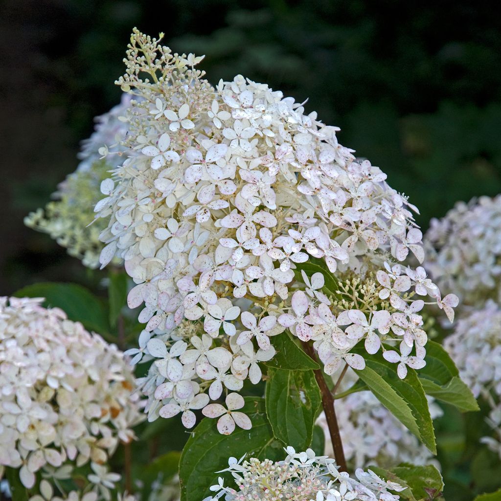 Hortensia paniculata Phantom - Hydrangea