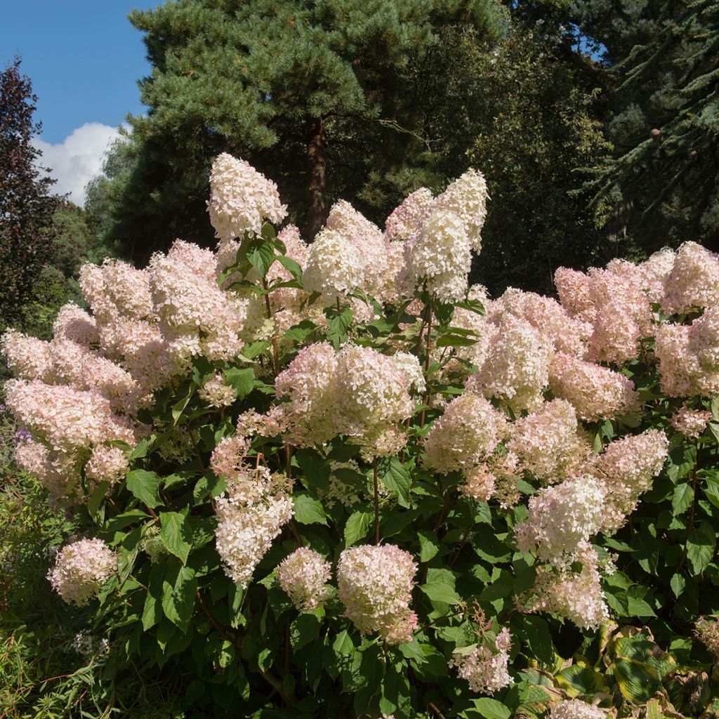 Hortensia paniculata Phantom - Hydrangea