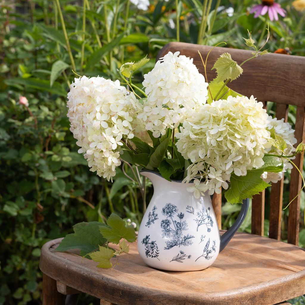 Hortensia paniculata Phantom - Hydrangea