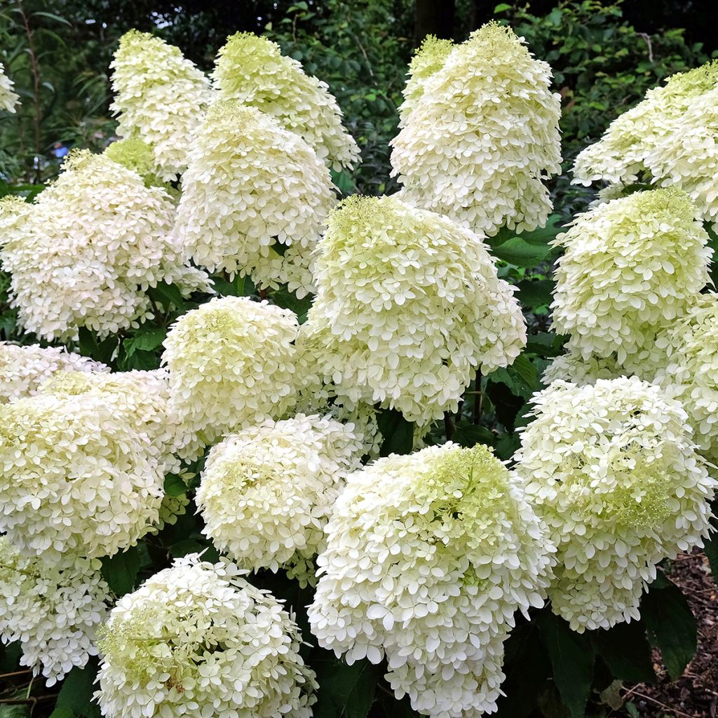 Hortensia paniculata Phantom - Hydrangea