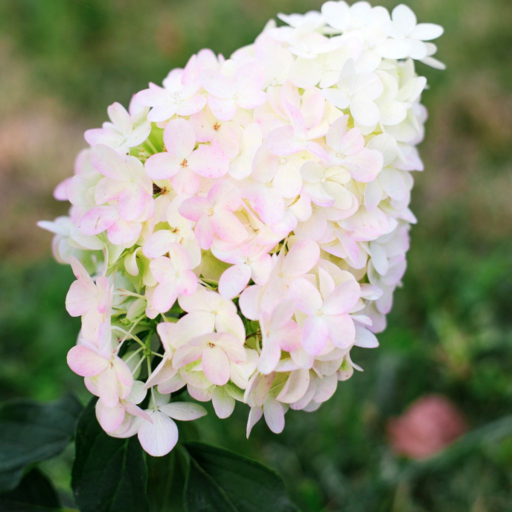 Hortensia paniculata Pinkachu - Hydrangea paniculata