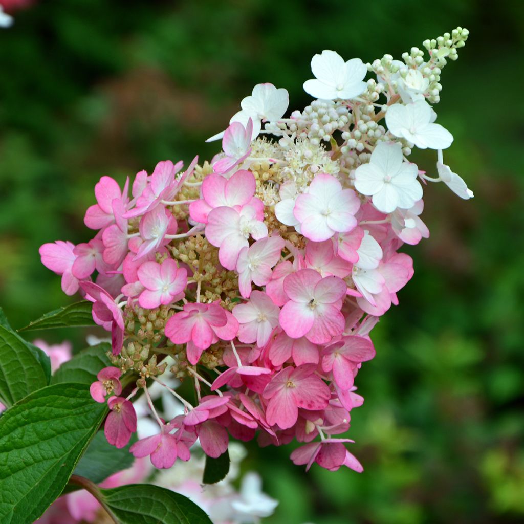 Hortensia paniculata Pinky Winky - Hydrangea paniculata