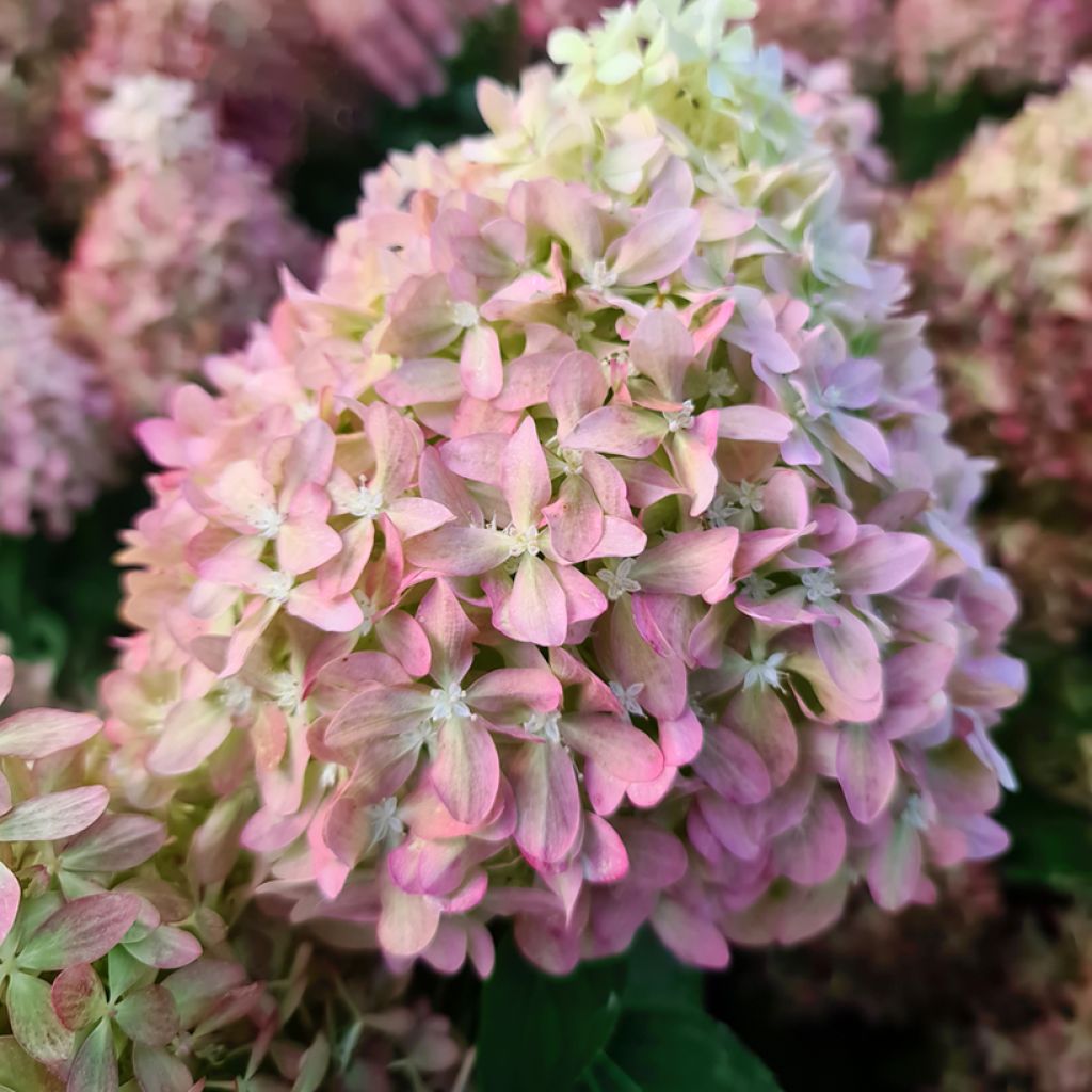 Hydrangea paniculata Pixio - Hortensia en pánico