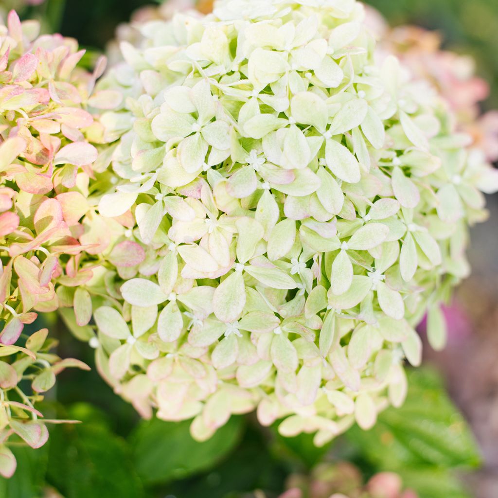 Hydrangea paniculata Pixio - Hortensia en pánico