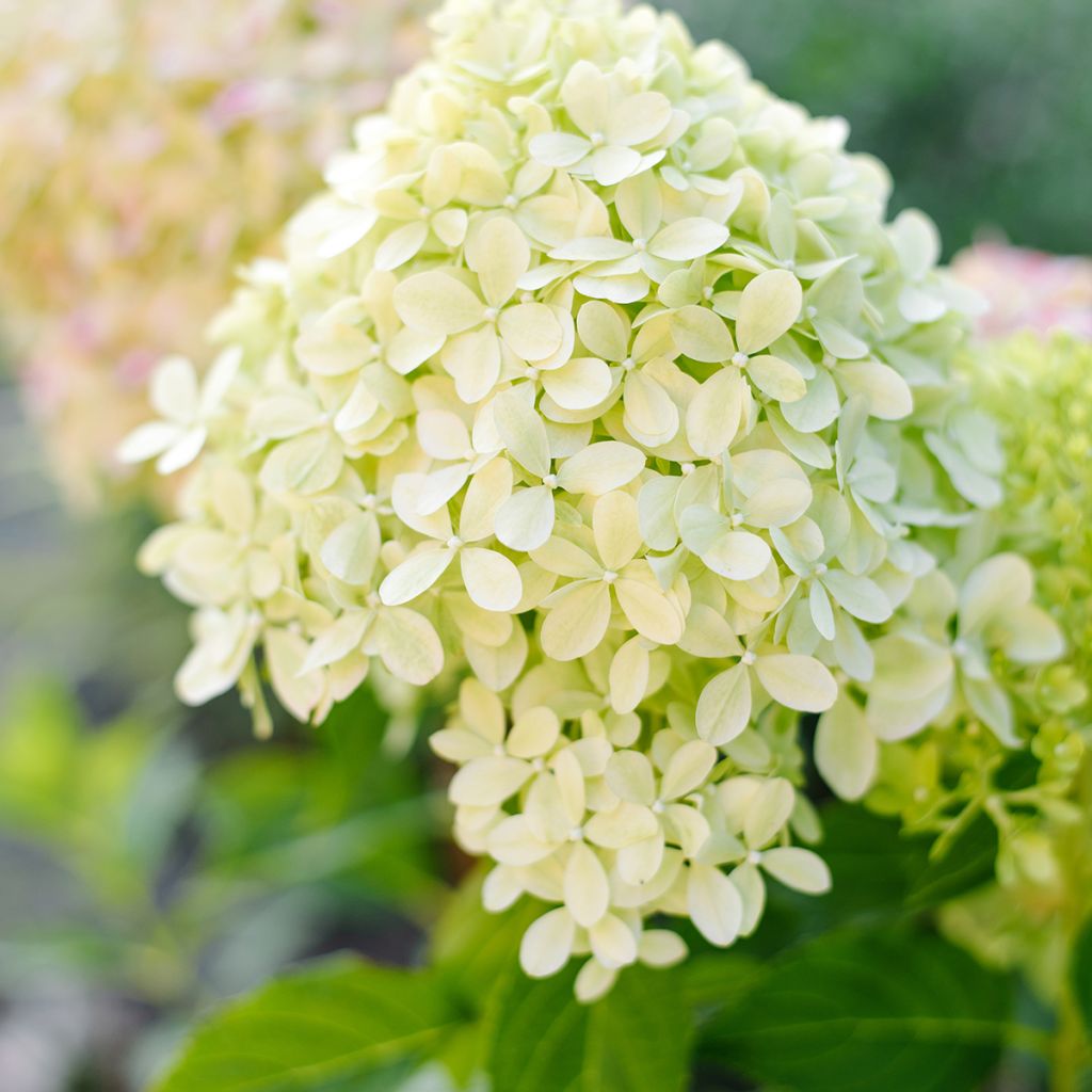 Hydrangea paniculata Pixio - Hortensia en pánico