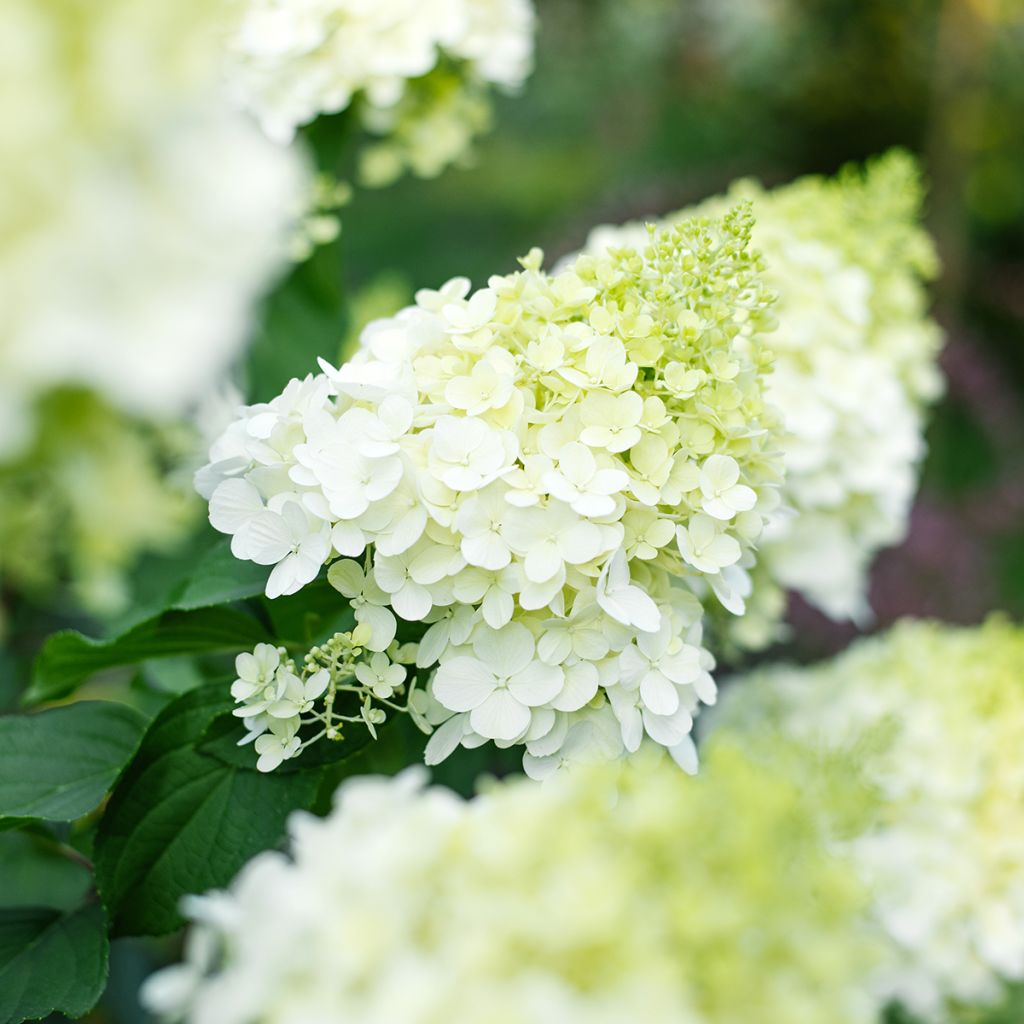 Hortensia paniculata Polar Bear - Hydrangea paniculata