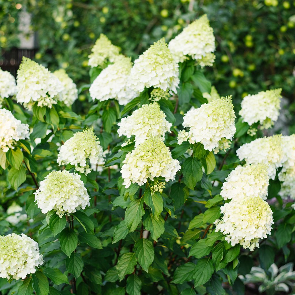 Hortensia paniculata Polar Bear - Hydrangea paniculata
