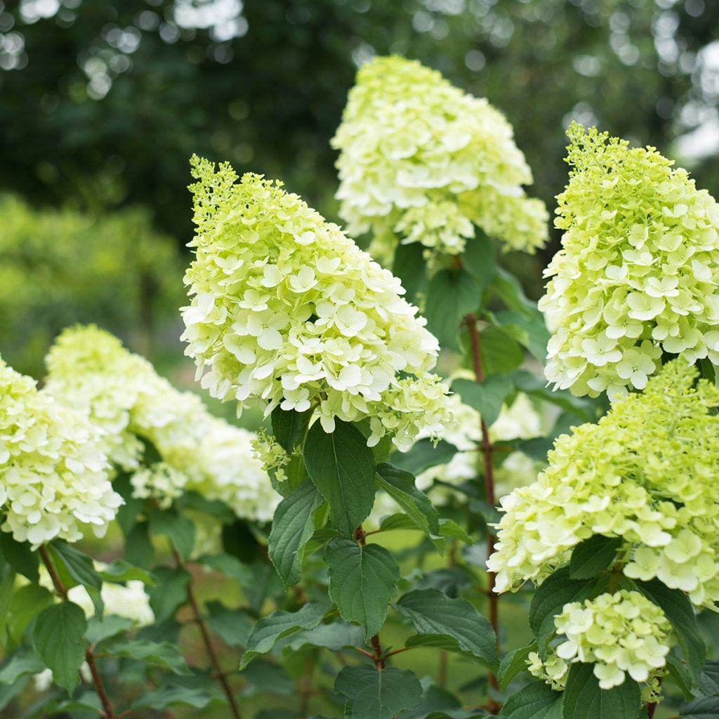 Hortensia paniculata Polar Bear - Hydrangea paniculata