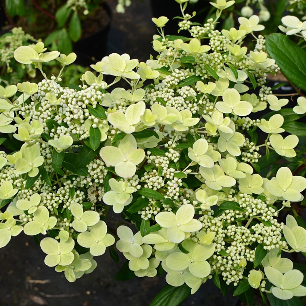 Hydrangea paniculata Prim’Red - Hortensia en pánico