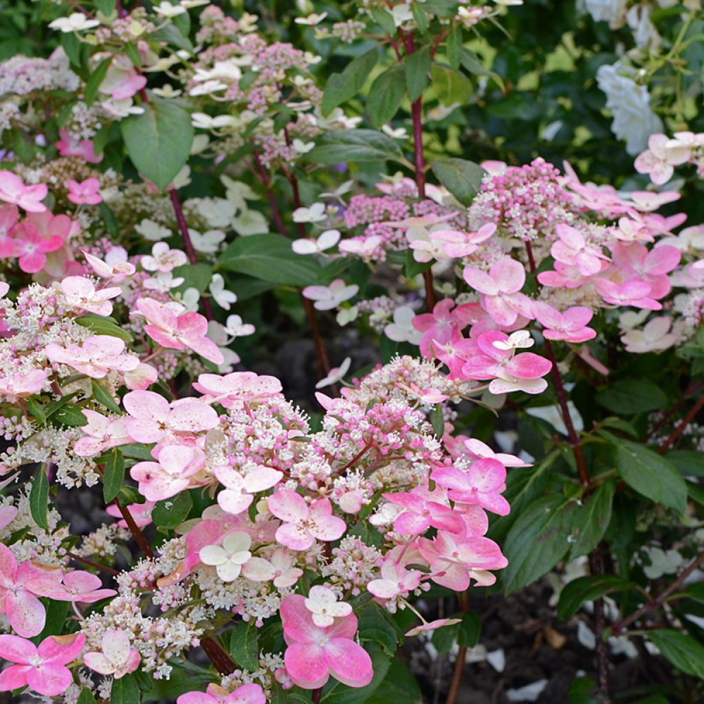 Hydrangea paniculata Prim’Red - Hortensia en pánico