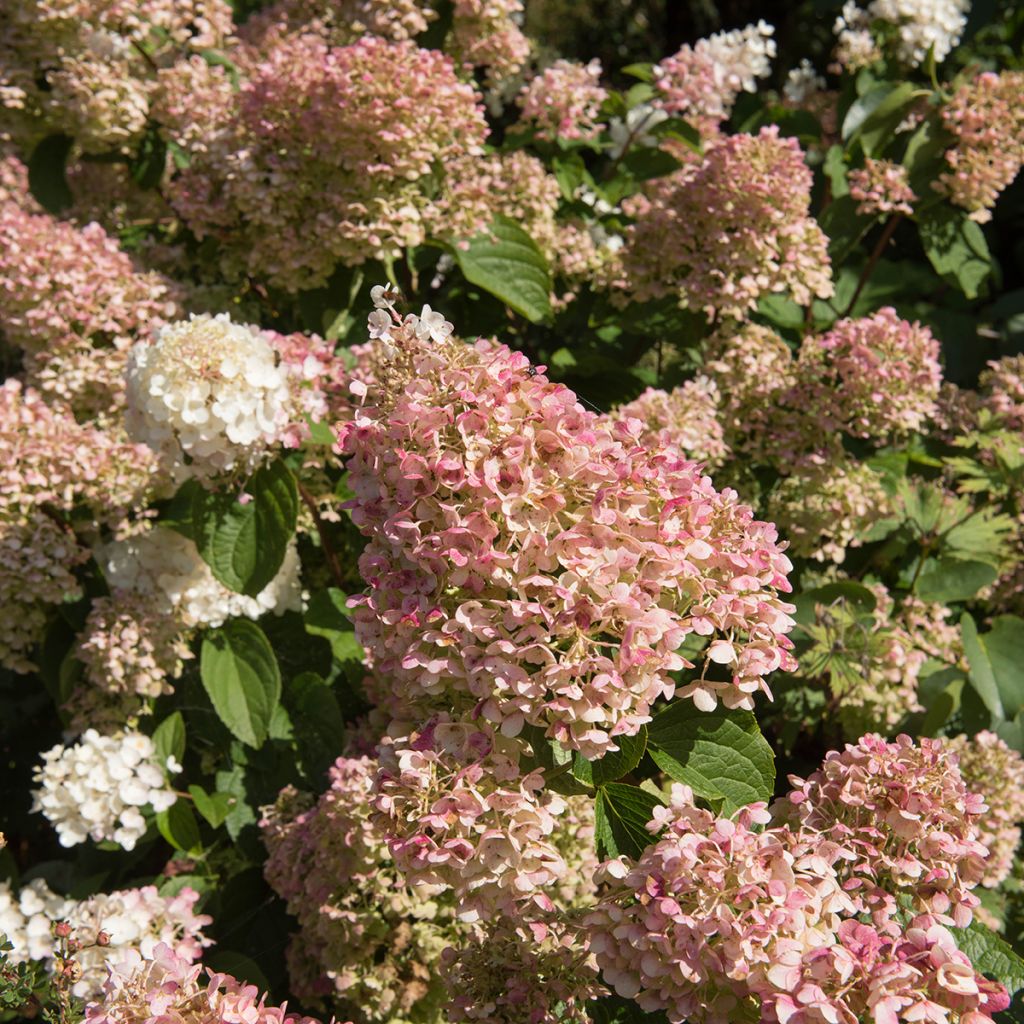 Hortensia paniculata Silver Dollar - Hydrangea paniculata